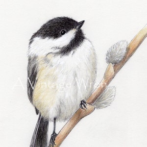 Chickadee Art Print: Original Colored Pencil Bird Illustration