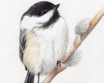 Chickadee Art Print with Double Mat / Original Bird Art Print / Chickadee illustration / Black capped Chickadee Art / Chickadee decor