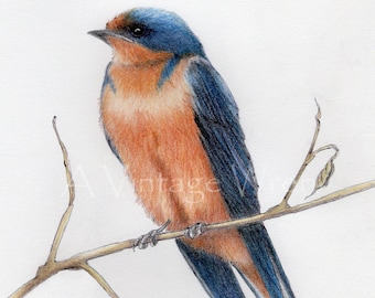 Barn Swallow art with Double Mat / Fine art / Original art/ Bird art / Barn Swallow painting