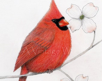 Northern Cardinal Art Print with Double Mat / Original art / Bird painting / Remembrance gift / cardinal and dogwood flowers