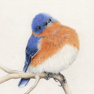 Eastern Bluebird art with Double Mat / Fine art / Original art / Blue Bird art / Male bluebird painting