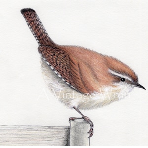 Wren art with Double Mat / Original art / Bird art / Jenny wren