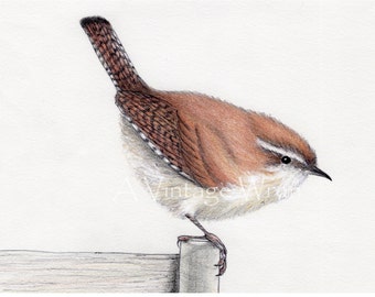 Wren art with Double Mat / Original art / Bird art / Jenny wren