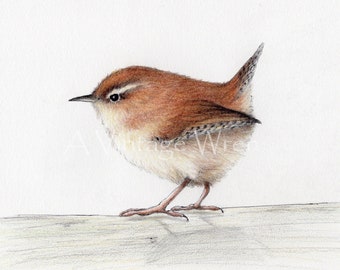 Wren Art Print: Original Colored Pencil Bird Illustration (5x7 Image, 8x10 Matted)