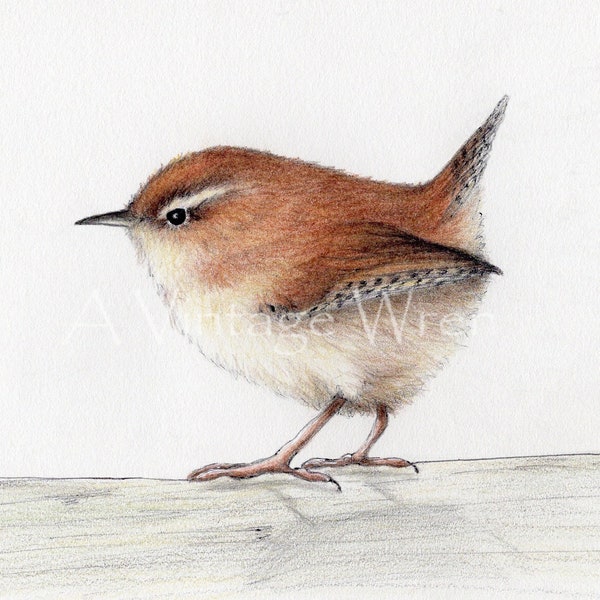 Wren Art Print: Original Colored Pencil Bird Illustration (5x7 Image, 8x10 Matted)