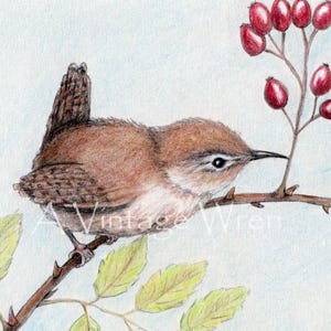 Wren art print with Double Mat/ Wren painting art / Carolina Wren / Jenny wren / Original bird art / cute bird art