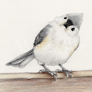 Tufted Titmouse Art Print: Original Bird Painting with Double Mat