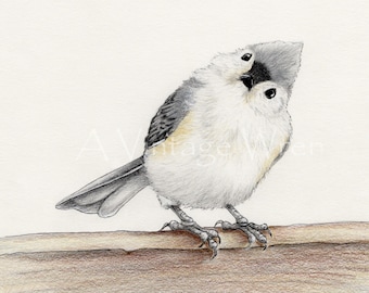 Tufted Titmouse Art Print: Original Bird Painting with Double Mat