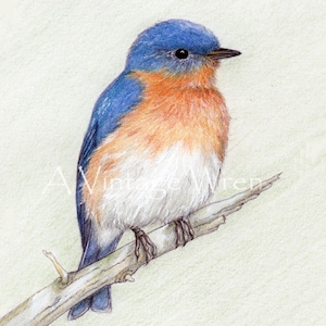 Eastern Bluebird art with Double Mat / Fine art / Original art / Bird art print / Eastern bluebird illustration