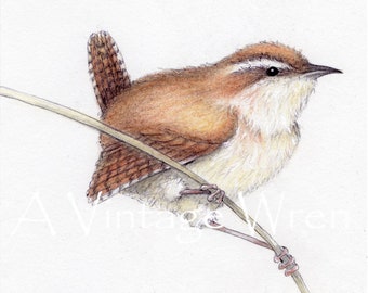 Bird art print with Double Mat/ Wren painting art / Carolina Wren / Jenny wren