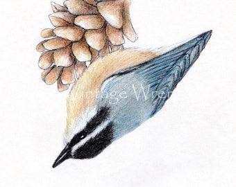 Red Breasted Nuthatch Art Print with Double Mat/ Original bird art/ Bird painting/ Pine Cone Winter art