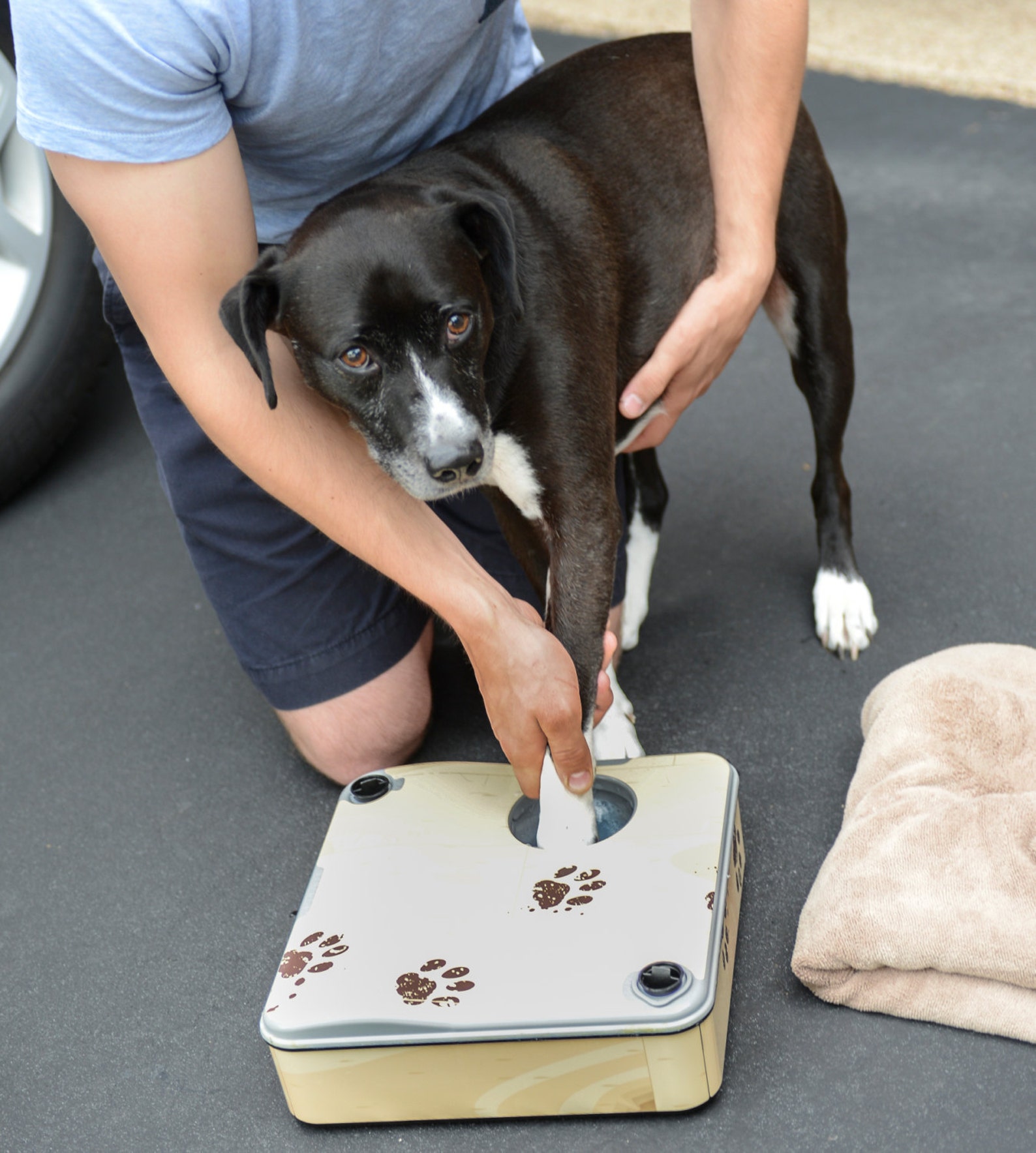 Paw Boss Paw Washer for Dogs with Paw Print Vinyl Skin Etsy