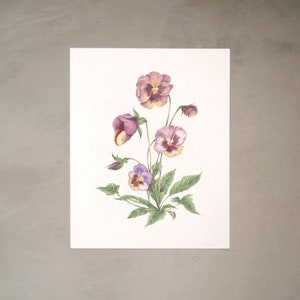 Pansy Watercolor Artprint 8&quot;x10&quot;