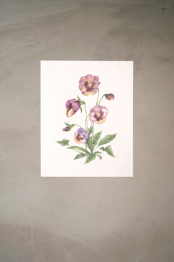 Pansy Watercolor Artprint 8"x10"