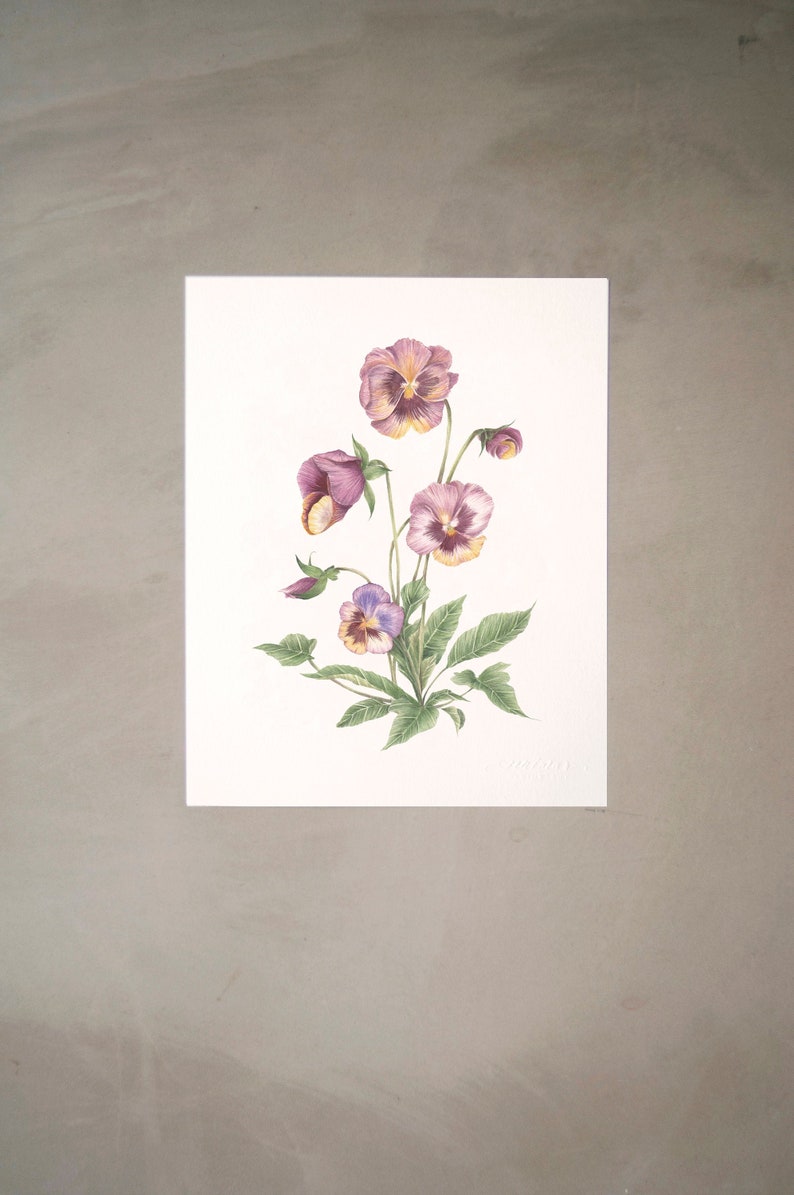 May include: A watercolor painting of a cluster of purple and yellow pansies with green leaves and stems on a white background.