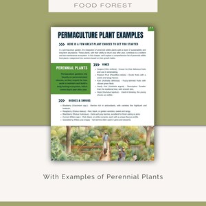 May include: A watercolor illustration of a food forest with examples of perennial plants, including vines, bushes, and shrubs. The text "PERMACULTURE PLANT EXAMPLES" is at the top of the image. The text "HERE IS A FEW GREAT PLANT CHOICES TO GET YOU STARTED" is below the title. The text "PERENNIAL PLANTS" is in a box to the left of the image. The text "VINES" is in a box to the right of the image. The text "BUSHES & SHRUBS" is in a box to the right of the image. The text "With Examples of Perennial Plants" is at the bottom of the image.