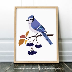 Vogeldruck, Vogel Poster, blauer Eichelhäher am Beerenbaum, blauer Eichelhäher am Beerenbaum, blauer Eichelhäher auf Beerenzweig