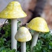 see more listings in the Single Mushrooms section