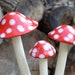 see more listings in the Champignons simples section