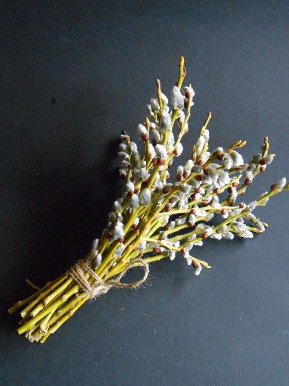Bunch Of Dried Pussy Willow Branches Twigs Spring Decor Home Etsy