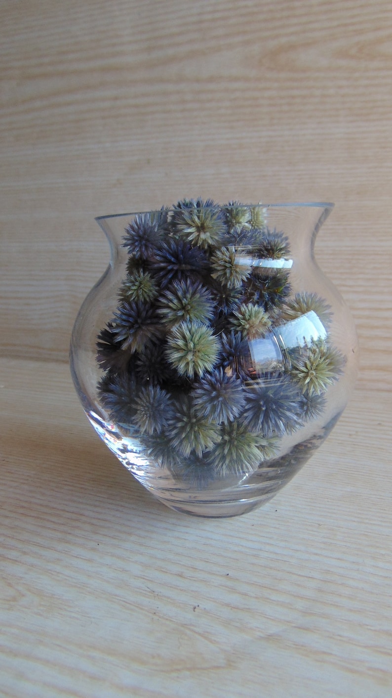 Real Dried Blue Thistles dried Globe Thistle Heads Etsy Sweden