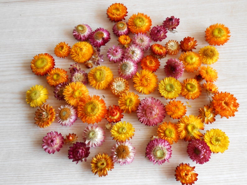 Dried straw flowers mixed size and colors Small dried | Etsy