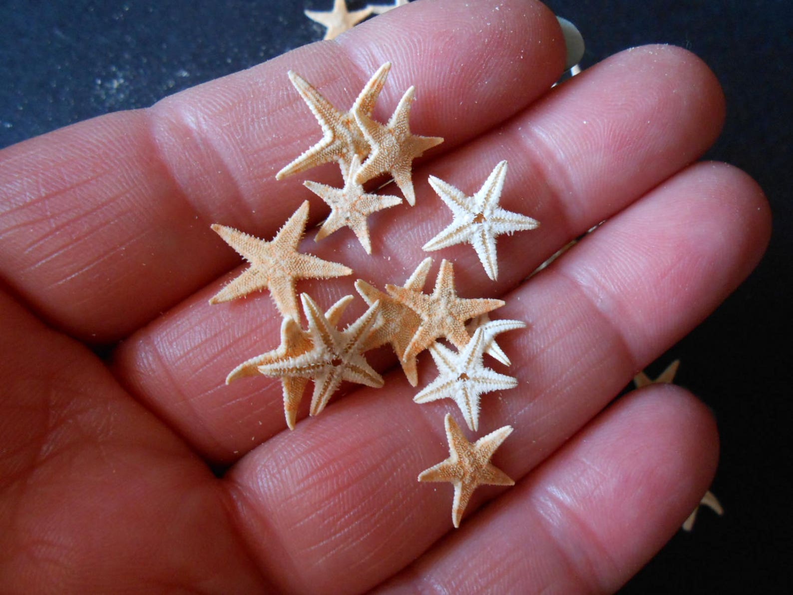 100 Real Mini Sea Starfish 100 Pieces of Mini Starfish Beach Etsy