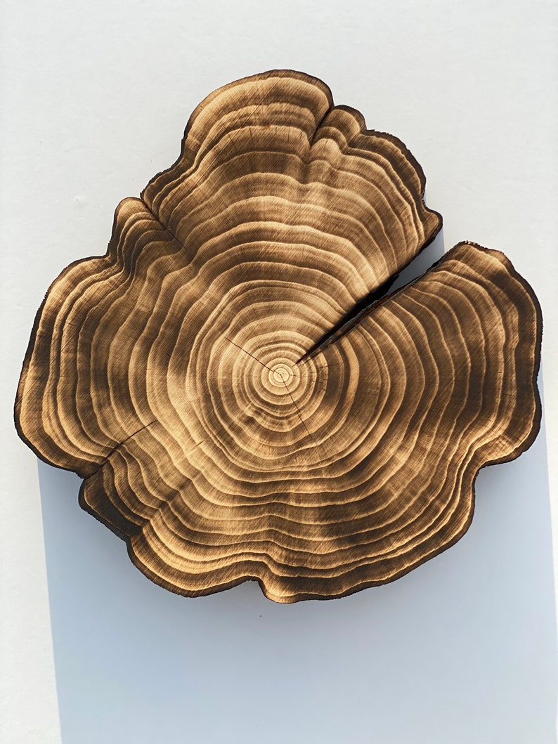 Puede incluir: Un primer plano de una rodaja de &aacute;rbol de madera con un acabado marr&oacute;n oscuro quemado. La rodaja tiene una forma natural irregular y muestra los anillos conc&eacute;ntricos del crecimiento del &aacute;rbol.