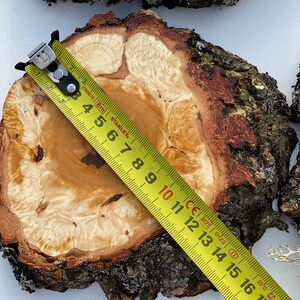 K&ouml;nnte beinhalten: Eine Nahaufnahme einer Holzscheibe mit einem gelben Ma&szlig;band dar&uuml;ber. Das Band misst 14 Zoll im Durchmesser. Das Holz hat eine nat&uuml;rliche, hellbraune Farbe mit dunkleren braunen Ringen.