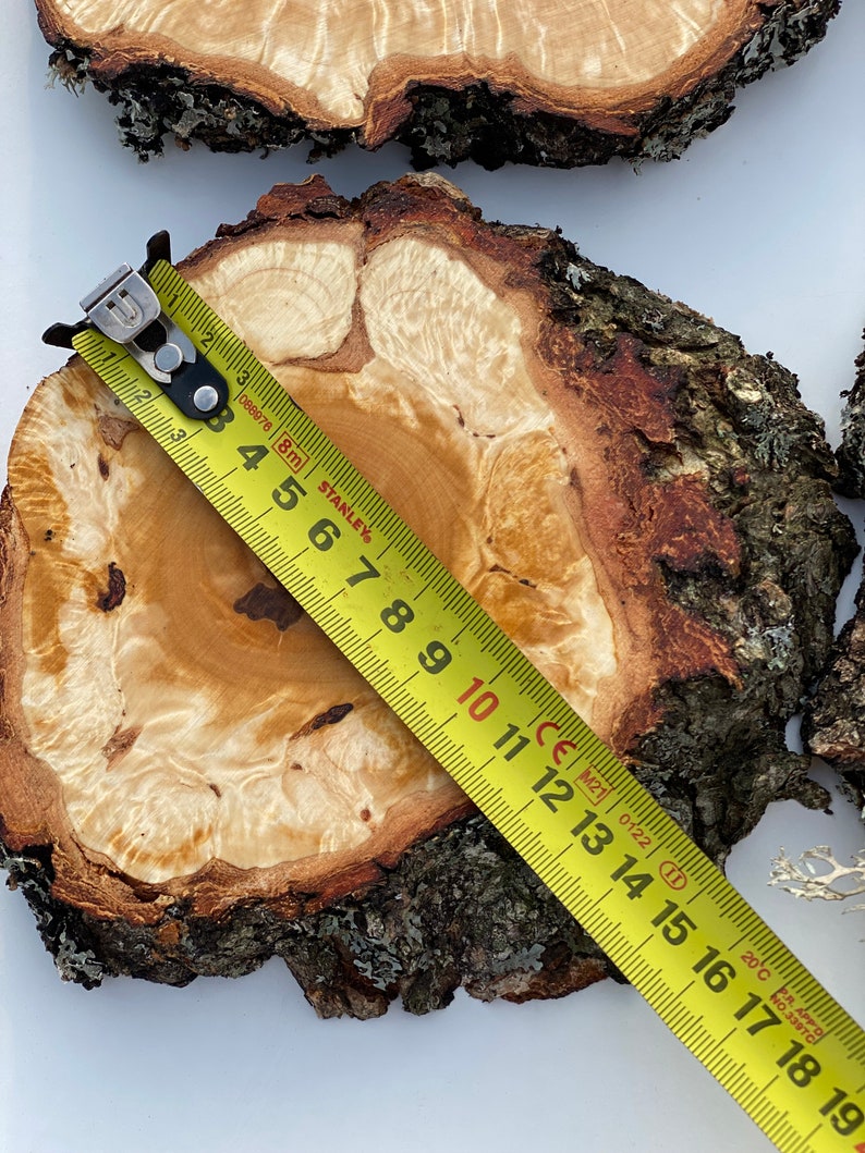 K&ouml;nnte beinhalten: Eine Nahaufnahme einer Holzscheibe mit einem gelben Ma&szlig;band dar&uuml;ber. Das Band misst 14 Zoll im Durchmesser. Das Holz hat eine nat&uuml;rliche, hellbraune Farbe mit dunkleren braunen Ringen.