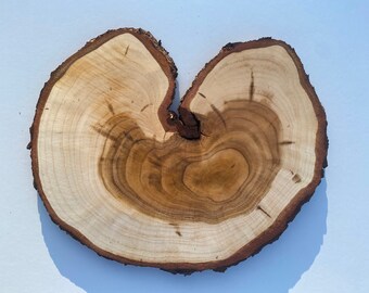 1 Cerchi in legno, Fette di legno, Pezzi di legno rustico per fai da te, Frassino, Dischi di legno per artigianato
