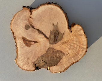 Unique alder wood slice Wooden Circles Wooden Slices Rustic Wood Slices DIY Alder Tree Unique wood slices Wood Slice Tree Slice Tree Burl