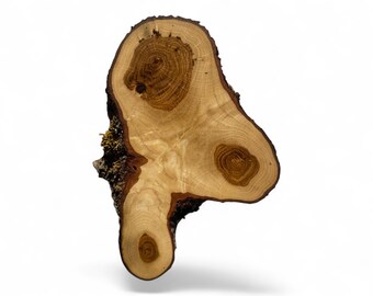 1 Rodajas de roble, discos, círculos, manualidades, decoración del hogar, decoración de mesa, utensilios de cocina, artesanías de madera, madera, roble