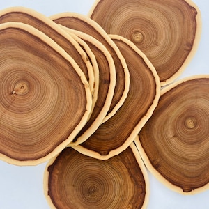 10 Large solid elm wood slices 8 inch elm slices Elm elm Circles Wooden slices Tree slices wood slices Rustic wood pieces Wooden slices