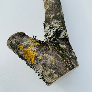 DIY Rowan Walking Stick Rowan sticks Rowan branches Rowan sticks Rowan Tree Rowan tree Rowan branches supply Shamanic wood