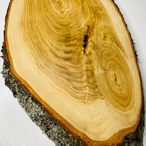 1 Large solid oak wood slice 16 inch oak slices Oak Oak Circles Wooden slices Tree slices wood slices Oval wood slice Oval oak wood slice