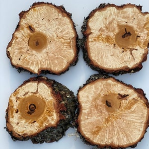 K&ouml;nnte beinhalten: Vier runde Holzscheiben mit einem nat&uuml;rlichen Holzmaserungsmuster und einer hellbraunen Farbe. Die Holzscheiben haben einen rauen Rindenrand.