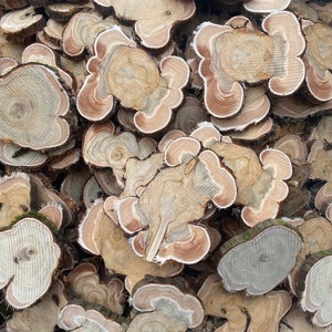 20 cerchi in legno, fette di legno, pezzi di legno rustico per fai da te, dischi di legno di frassino per artigianato