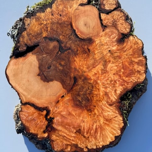 May include: A close-up of a wooden slice with a unique, swirling grain pattern. The wood is a rich, reddish-brown color with hints of orange and yellow. The edges of the slice are rough and natural, with some moss growing on the bark.