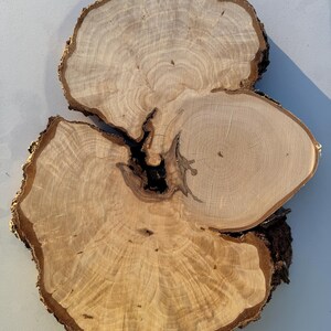 May include: A large, light brown wood slice with a natural, irregular shape and a dark brown centre. The wood grain is visible and has a unique pattern.