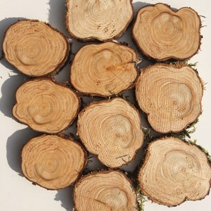 Peut inclure: Une collection de dix tranches de bois rondes, chacune avec un motif de grain unique et une couleur brun naturel. Les tranches sont disposées en grappe, certaines se chevauchant.