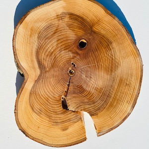 10 inch - 8 inch Large Rowan wood slice | Wooden Slices | Rustic Wood Slices For DIY | Rowan wood Large wood slices 10 inch slices