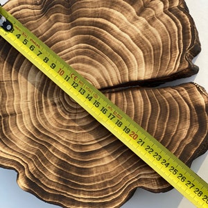Puede incluir: Un primer plano de una rodaja de madera redonda grande con un acabado marr&oacute;n oscuro quemado. La veta de la madera es visible y la rodaja tiene un aspecto natural y r&uacute;stico. Una cinta m&eacute;trica amarilla se coloca sobre la rodaja, mostrando una medida de 71 cm.