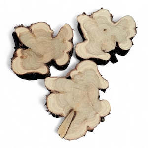 Medium juniper tree slices | Small wooden slices | Rustic Wood Slices For DIY | Juniper Tree Slices | Wood Discs |  | Wooden Rings