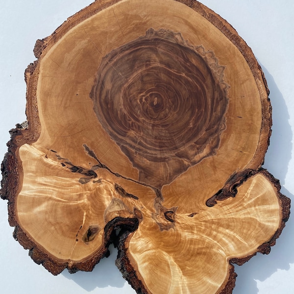 1 cercles en bois, tranches de bois, morceaux de bois rustiques pour le bricolage, disques d'artisanat en bois de frêne