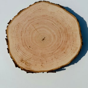 Black Alder Wood Slices Wooden slices Alder wood slices Wood logs Exotic wood slices Wooden slice Tree slices Tree log slices Alder wood