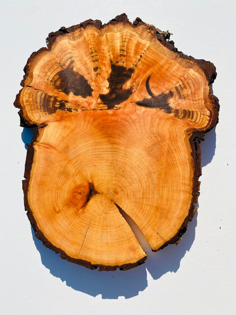 Unique Alder Wood Slice Wooden Circles Wooden Slices Etsy