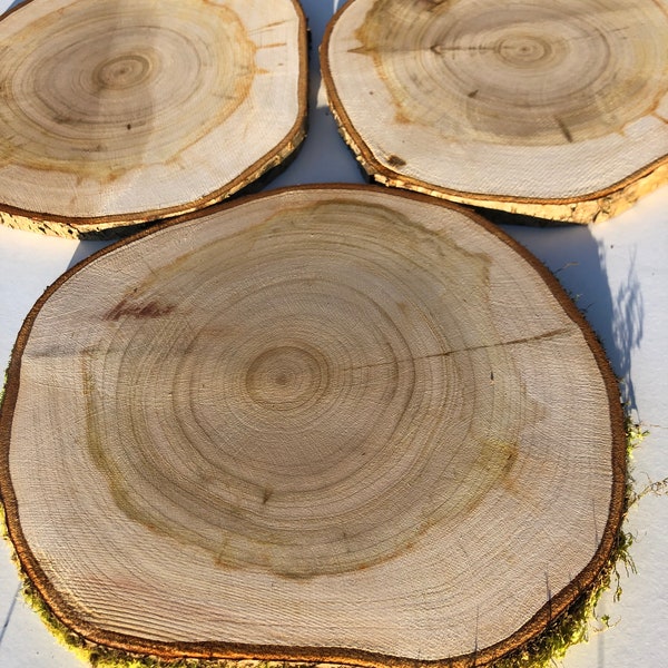 Set of 10 - 7 inches in diameter Bird Cherry tree slices Rustic Slices Rustic Wood Slices For DIY Bird Cherry tree Wooden Discs
