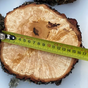 K&ouml;nnte beinhalten: Nahaufnahme einer hellbraunen Holzscheibe mit nat&uuml;rlicher Rindenkante. Ein gelbes Ma&szlig;band liegt &uuml;ber der Holzscheibe und zeigt eine Messung von 43 cm.
