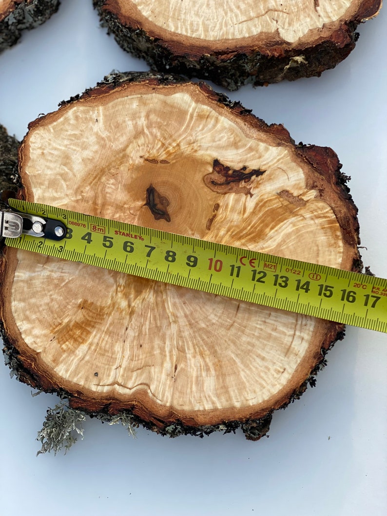 K&ouml;nnte beinhalten: Nahaufnahme einer hellbraunen Holzscheibe mit nat&uuml;rlicher Rindenkante. Ein gelbes Ma&szlig;band liegt &uuml;ber der Holzscheibe und zeigt eine Messung von 43 cm.